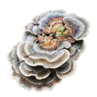 Turkey Tail mushroom