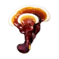Are magic mushrooms naturally occurring fungi? Are magic mushrooms naturally occurring fungi?