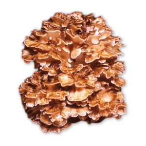 Maitake medicinal mushroom