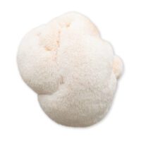 Lion's Mane medicinal mushroom Lion's Mane medicinal mushroom