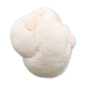 Lion's Mane medicinal mushroom
