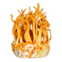 New Project (17) Cordyceps medicinal mushroom