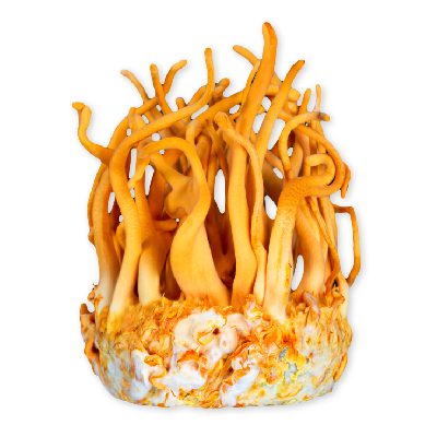 New Project (17) Cordyceps medicinal mushroom