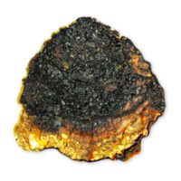 Chaga medicinal mushroom Chaga medicinal mushroom