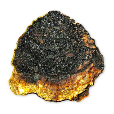 Chaga medicinal mushroom Chaga medicinal mushroom