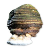 Mushrooms as Medicine? Mushrooms as Medicine?