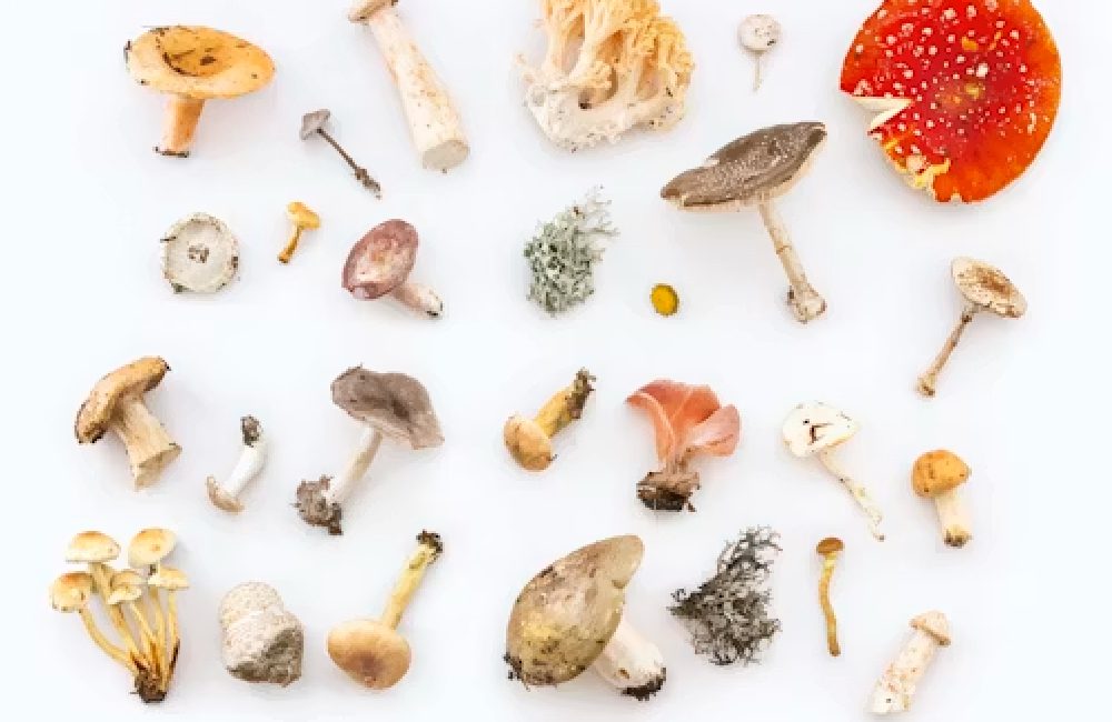 Mushrooms as Medicine?