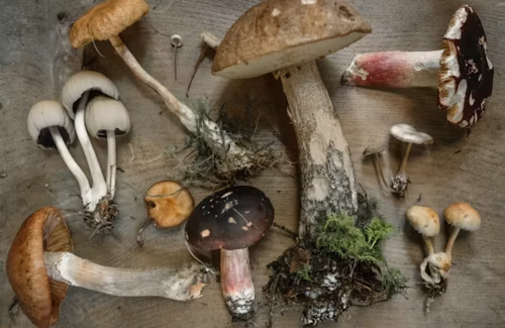 Are magic mushrooms naturally occurring fungi?