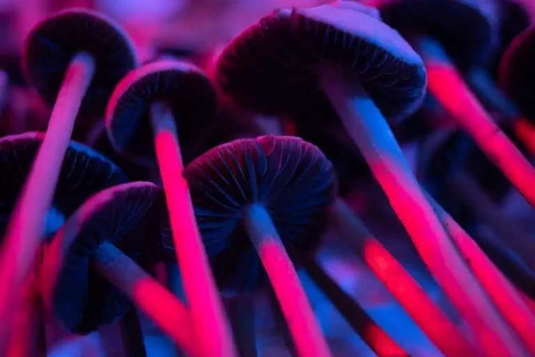 How Long Do Mushroom Chocolates Take to Kick In?