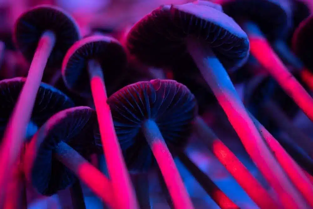 How Long Do Mushroom Chocolates Take to Kick In?