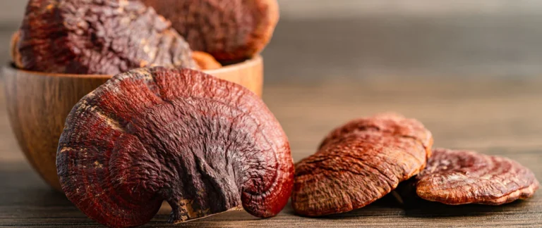 Best Mushrooms for Focus: Lion’s Mane, Cordyceps & Reishi