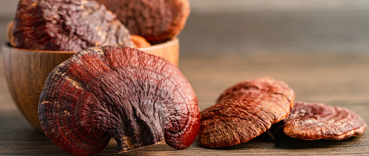 Best Mushrooms for Focus: Lion’s Mane, Cordyceps & Reishi